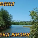 Авана. Альбом: Река Жизни (2006)